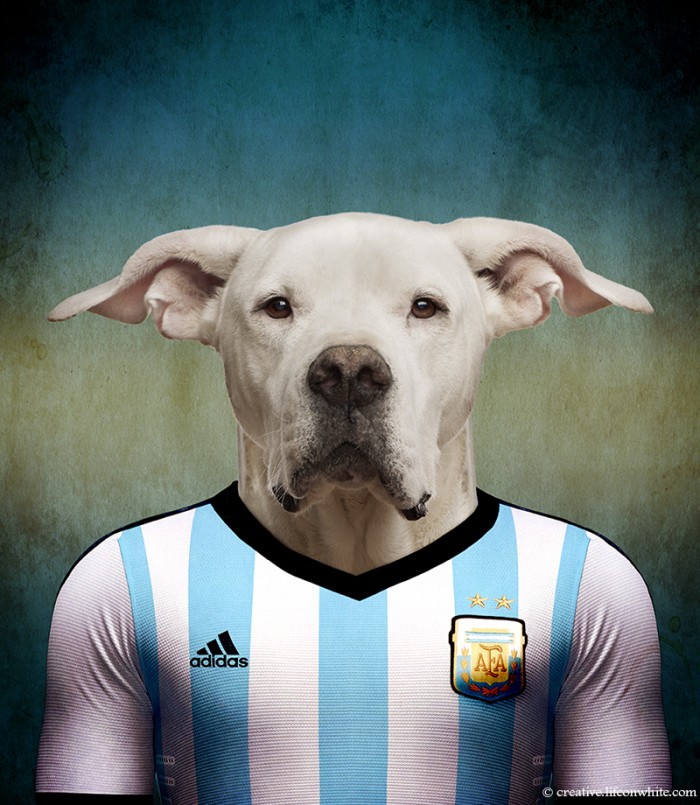 dogo-argentino