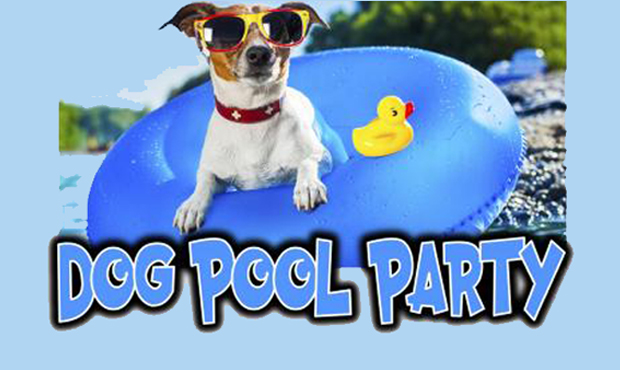 dog-pool-party-centerzoo